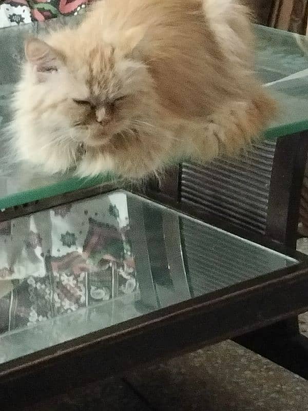 Female Persian cat  1.5 years age double coated long fur 1