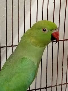 Female parrot