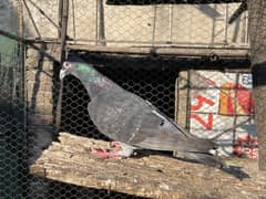 qasid mix pigeons for sale