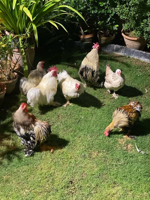 selling desi hens that lay eggs daily. 3