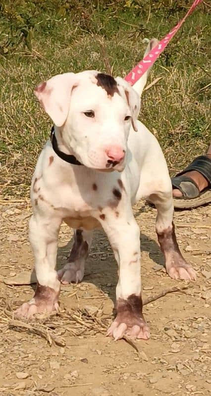 pure bully dog age 2 month 15 days   for sale ready for new home 1