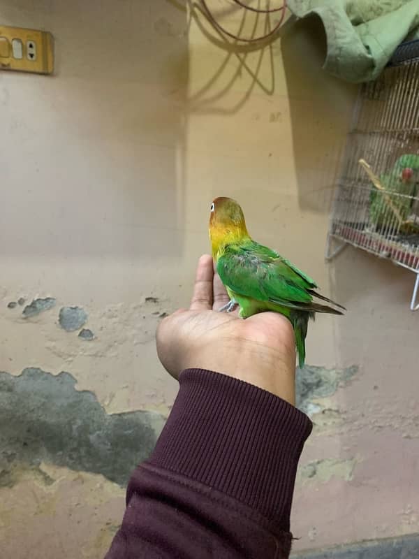 lovebird for sale and hand tame fisher female 0