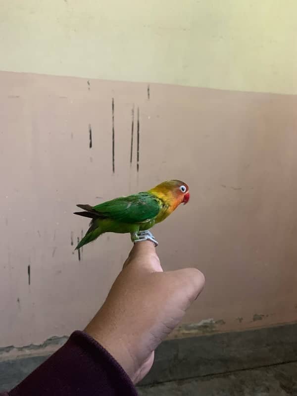 lovebird for sale and hand tame fisher female 1