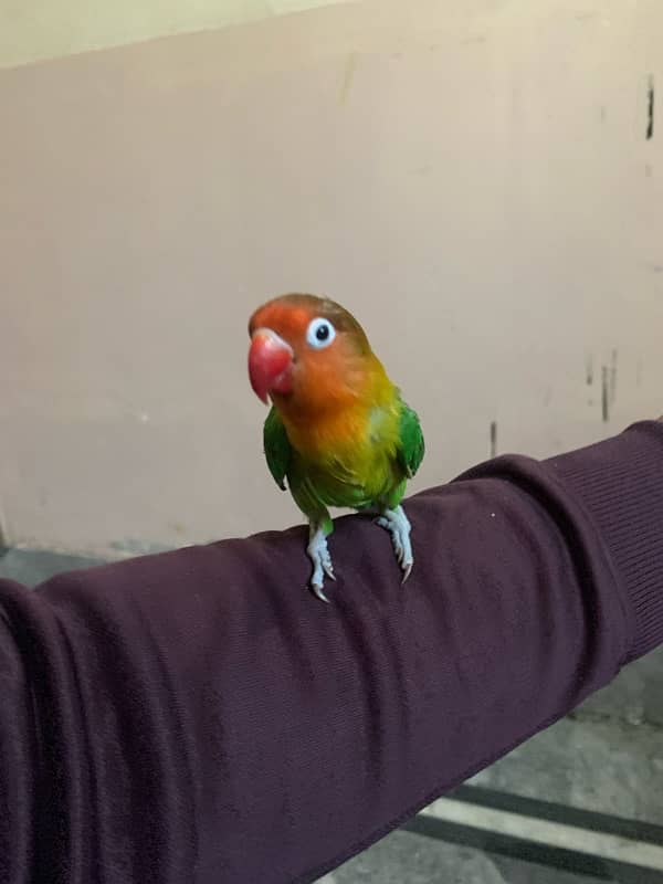 lovebird for sale and hand tame fisher female 2