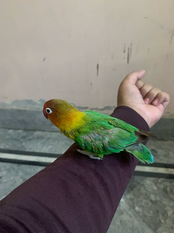 lovebird for sale and hand tame fisher female 3