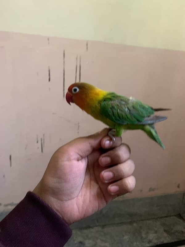 lovebird for sale and hand tame fisher female 4