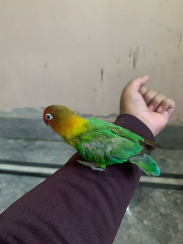 lovebird for sale and hand tame fisher female 5