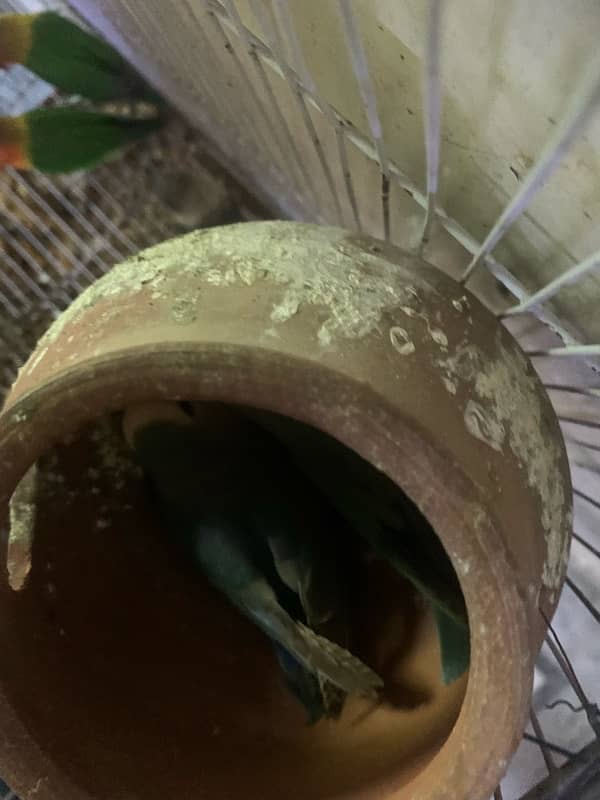 lovebird for sale and hand tame fisher female 6