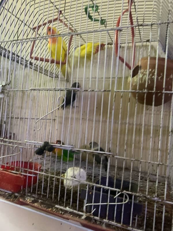 lovebird for sale and hand tame fisher female 7