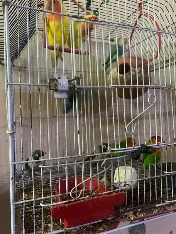 lovebird for sale and hand tame fisher female 8