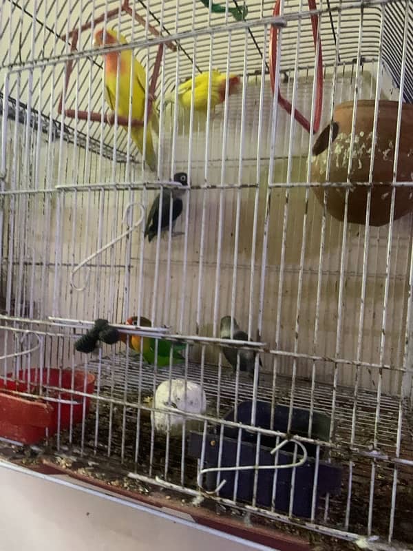 lovebird for sale and hand tame fisher female 11