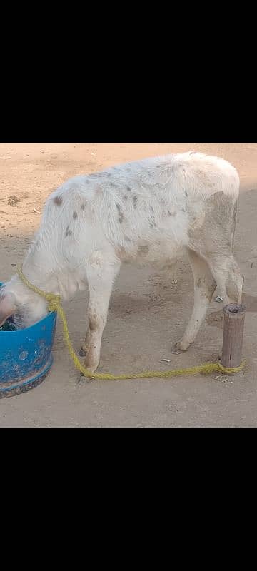 پہلا سو ا سوئی ولایتی کراس گائیں دوبارہ گبن بھی ہے 5