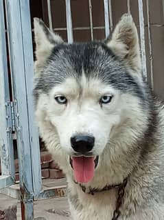 Siberian husky female