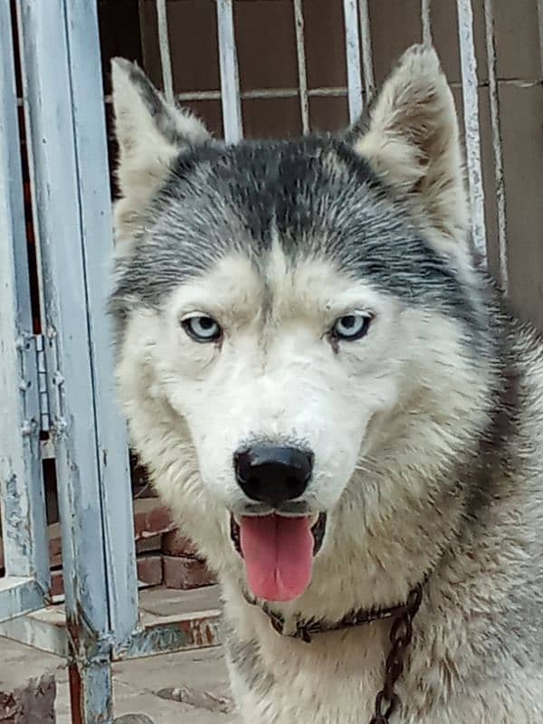 Siberian husky female 0