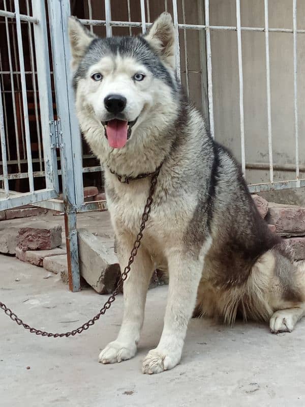 Siberian husky female 1