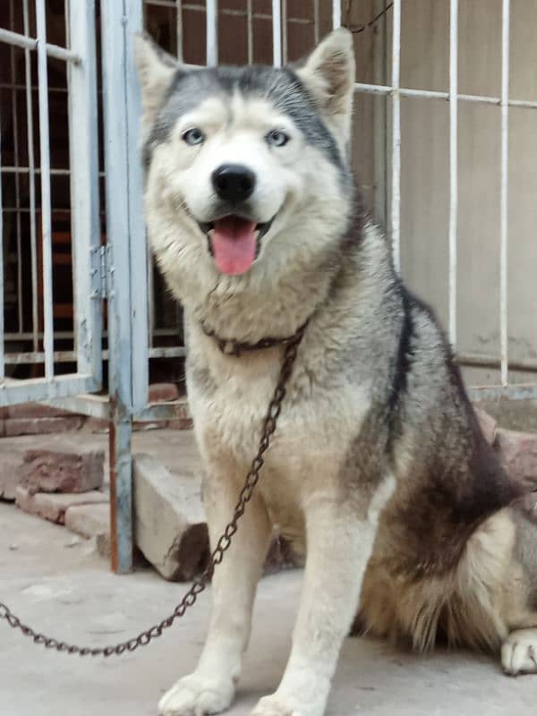 Siberian husky female 2