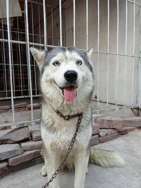 Siberian husky female 4