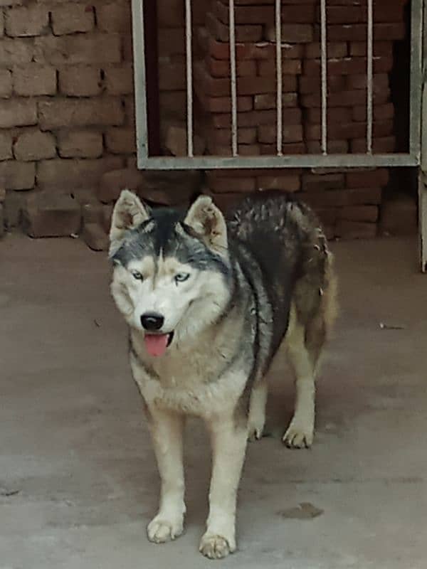 Siberian husky female 5