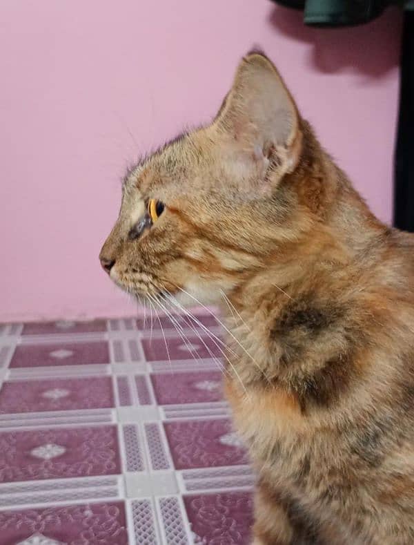 Half Persian Female cat for adoption 1