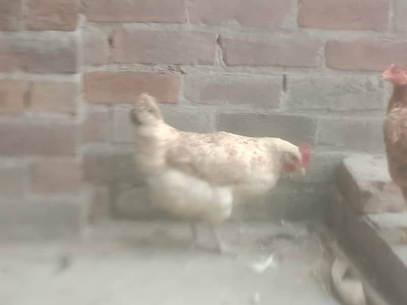 desi hens avail for sale 0