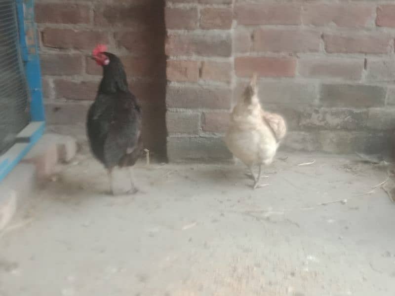 desi hens avail for sale 1