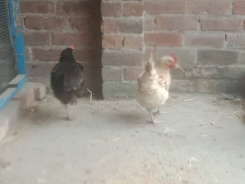 desi hens avail for sale 2