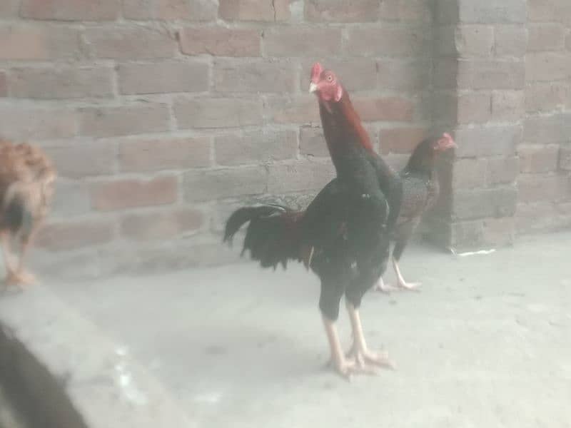 desi hens avail for sale 3