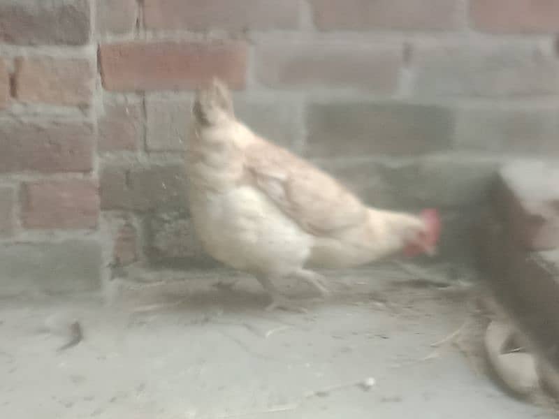 desi hens avail for sale 5