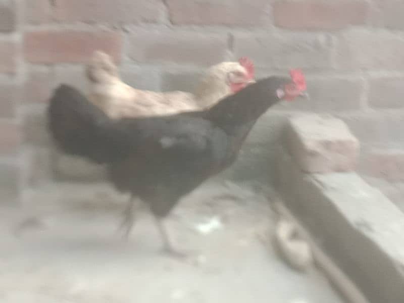 desi hens avail for sale 6