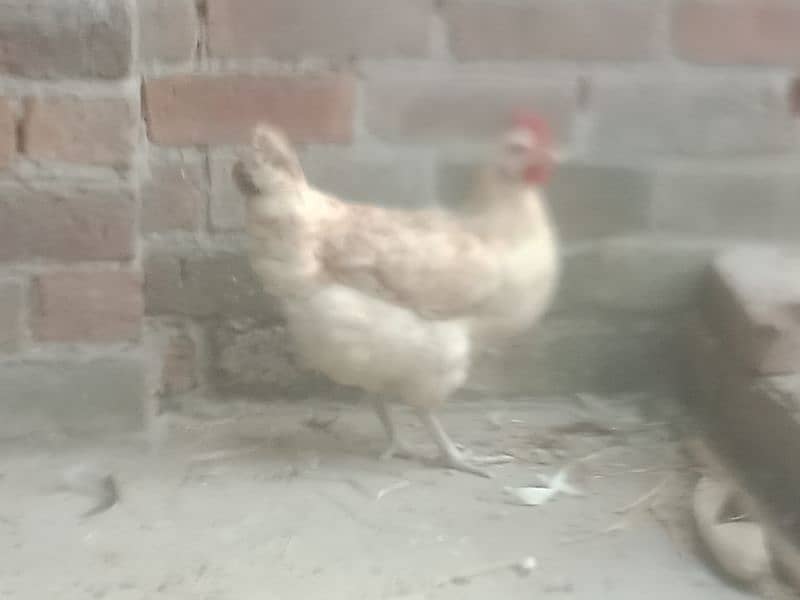 desi hens avail for sale 7