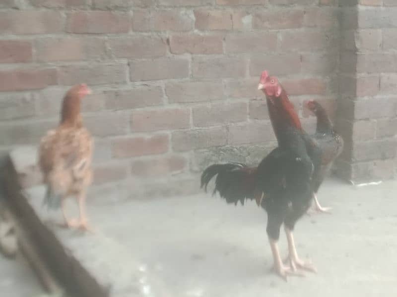 desi hens avail for sale 8