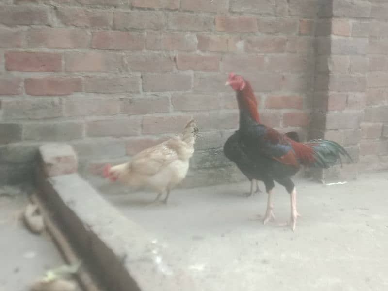 desi hens avail for sale 9