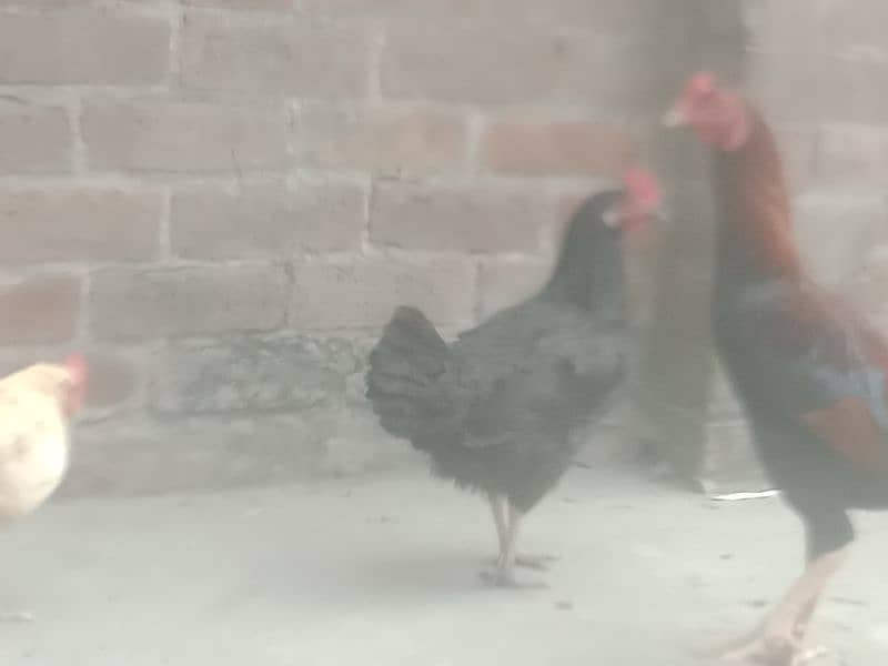 desi hens avail for sale 10