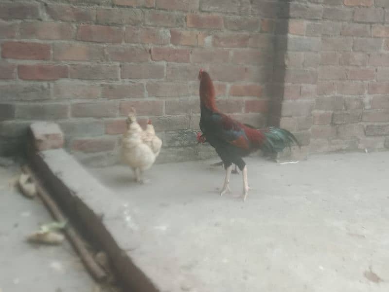 desi hens avail for sale 12