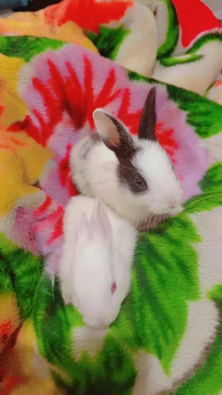 Desi rabbits for sale 0