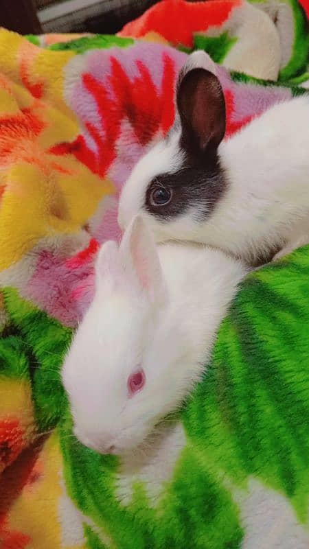 Desi rabbits for sale 1