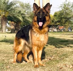 Long Hair German Shepherd Young Female