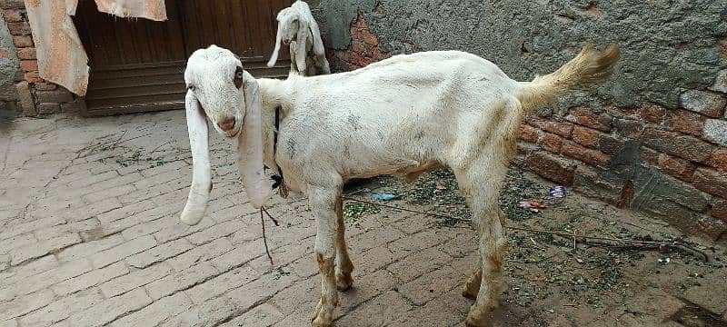 2 goat Rajinpuri male age 8 manth 0