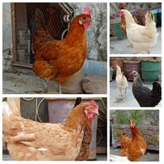 desi Hens (Ando wali murghi)