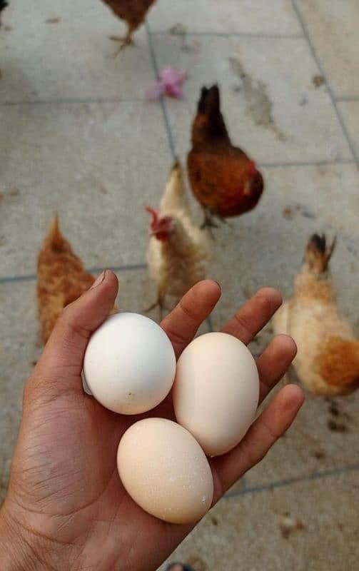 desi Hens (Ando wali murghi) 3