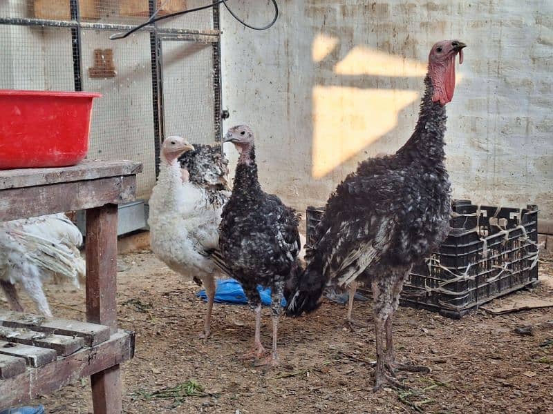 Turkey Hen Peru 1