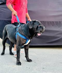 cane corso puppies