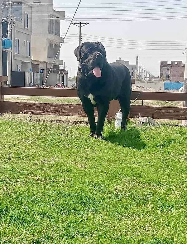 cane corso puppies 1