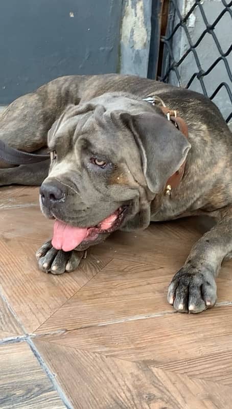 cane corso puppies 3