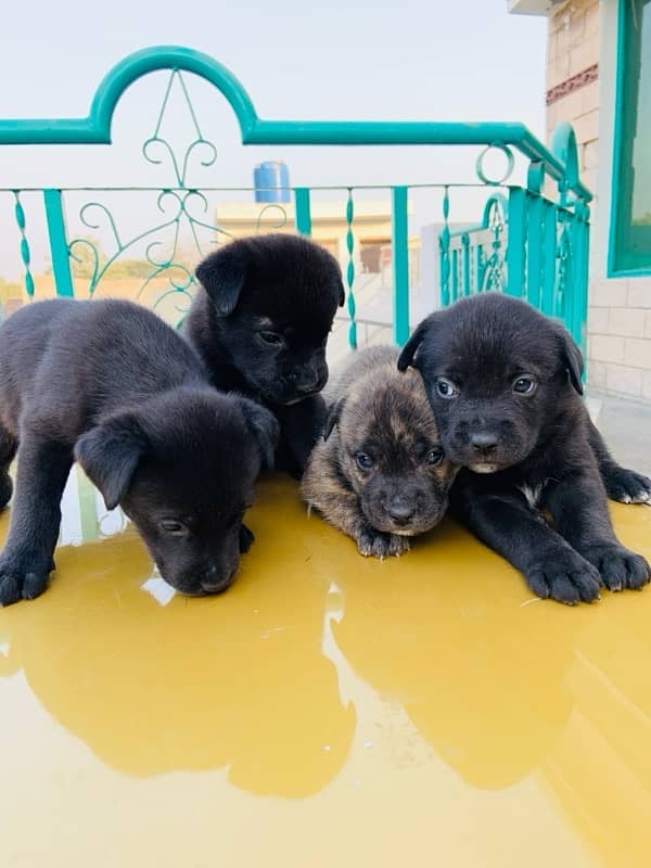 cane corso puppies 4