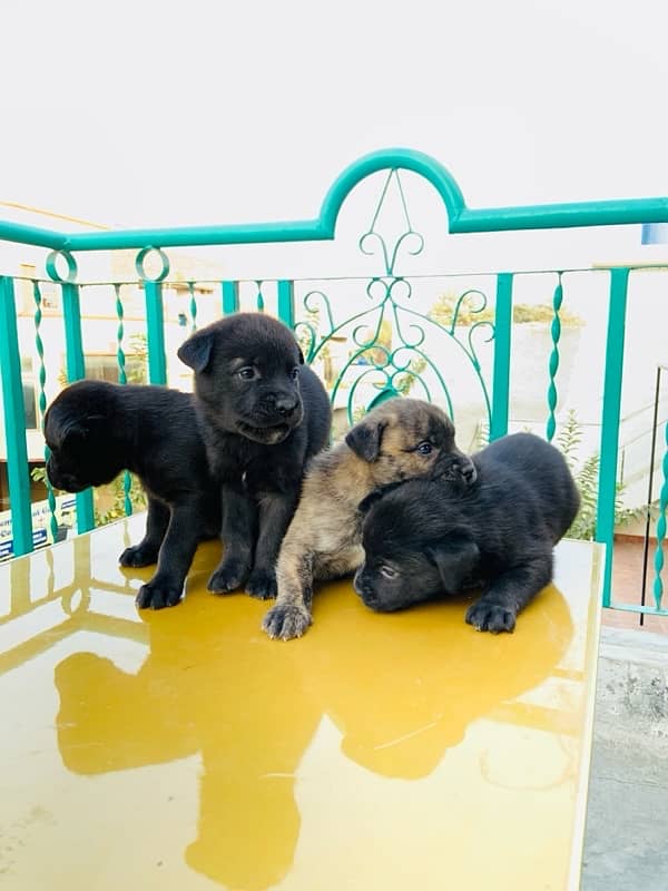 cane corso puppies 5