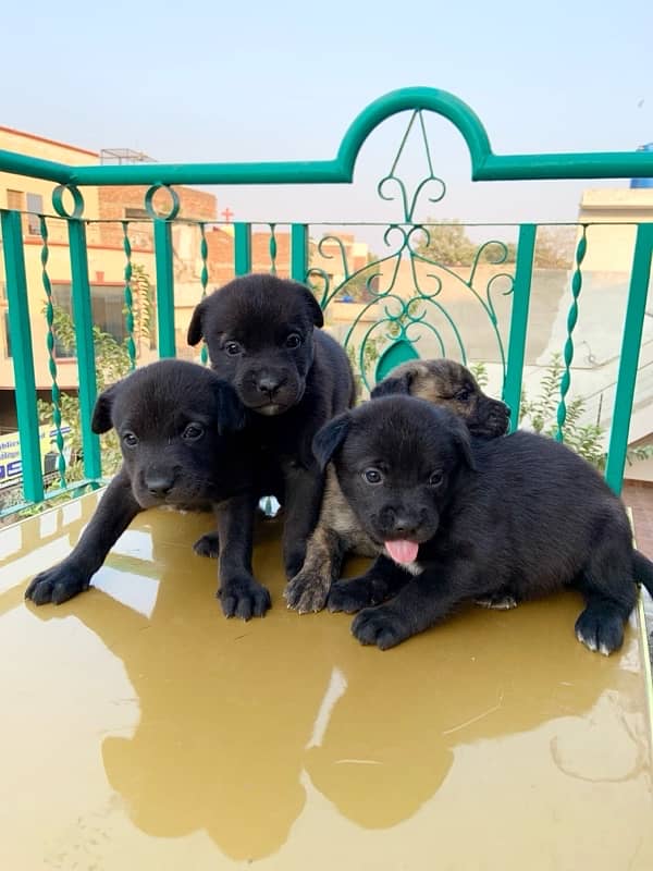 cane corso puppies 6