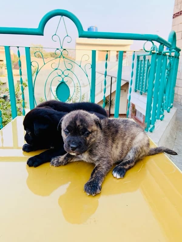 cane corso puppies 7