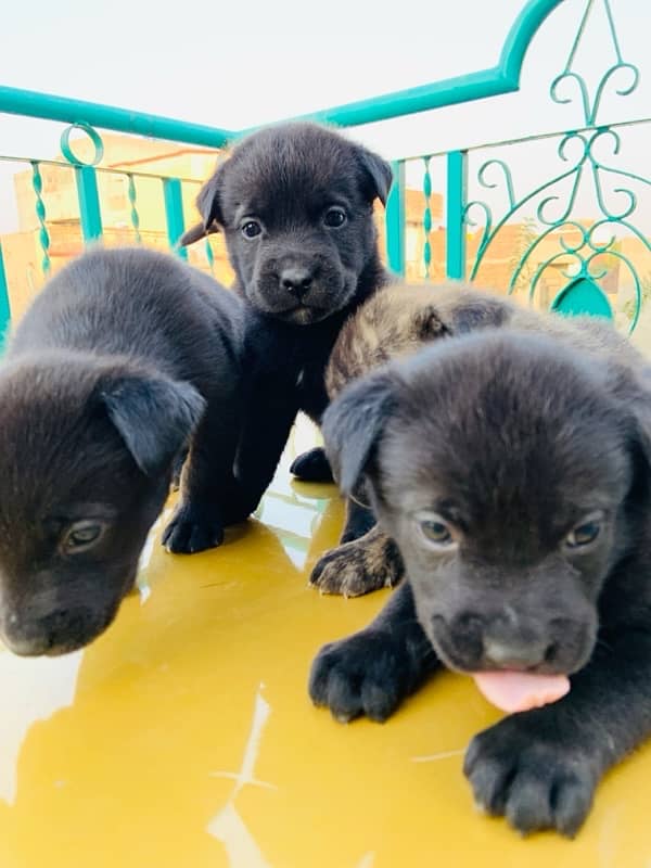 cane corso puppies 8