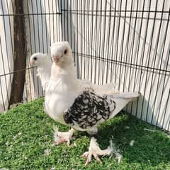 Fancy Pigeons